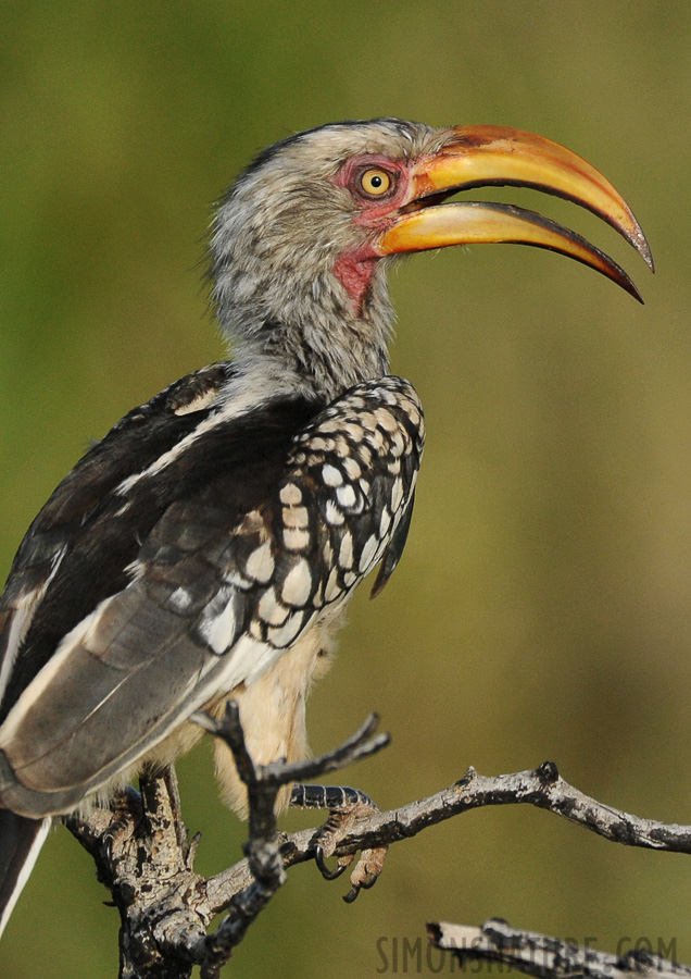 Tockus leucomelas [550 mm, 1/2500 sec at f / 7.1, ISO 1600]